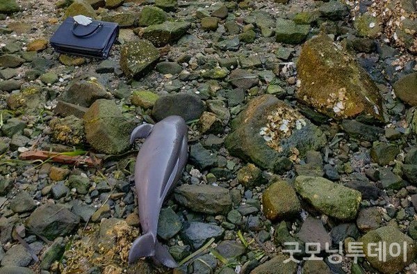 여수 해안가에서 발견된 상괭이 사체 ⓒ여수해경