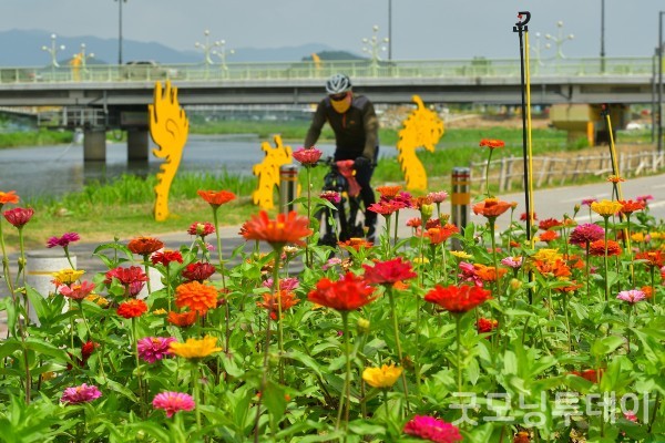 장성 황룡강변 꽃공원