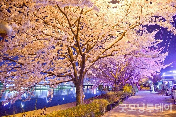 동천 벚꽃 야경