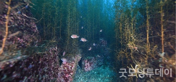 포스코-해수부 등 '바다숲 조성' 업무협약